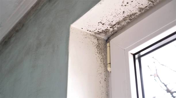 Best Post-Construction Mold Inspection  in Lewes, DE