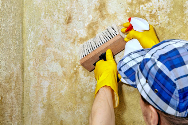 Lewes, DE Mold Removal Company